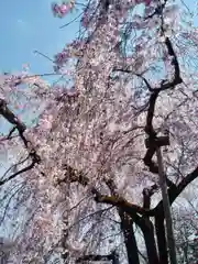 天龍寺の庭園