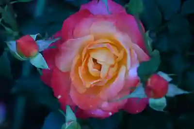 宝光寺(北海道)