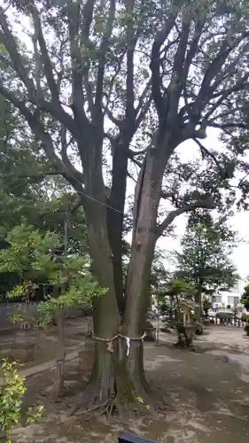 和田稲荷神社の自然