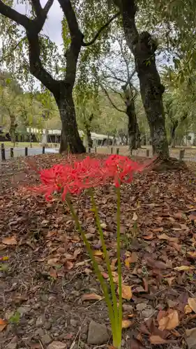 平野神社(京都府)