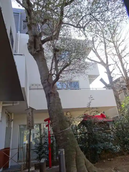 駒繋神社の自然