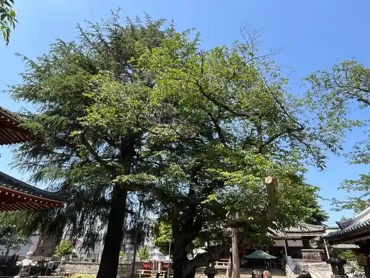 新井薬師(梅照院)(東京都)