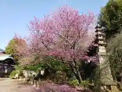 新井薬師（梅照院）の自然