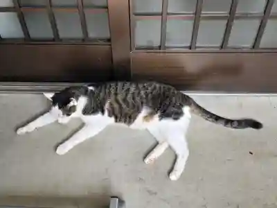 御誕生寺（猫寺）(福井県)