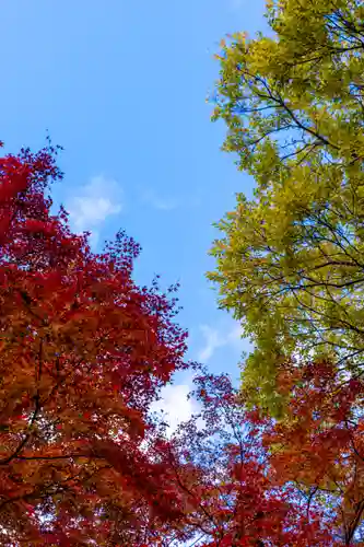 大原野神社(京都府)