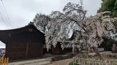 縣神社の自然