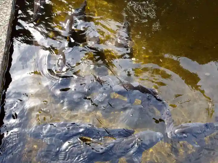 岐阜護國神社(岐阜県)