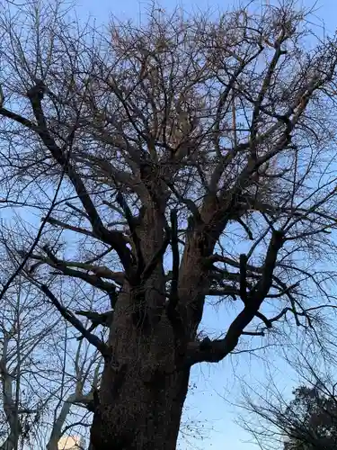 芝東照宮の自然