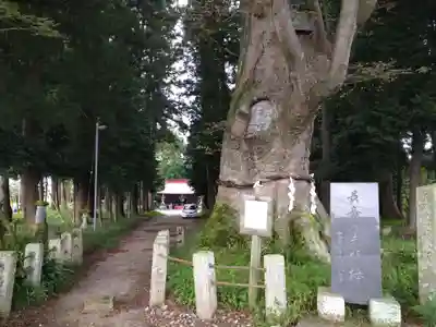 智賀都神社の自然