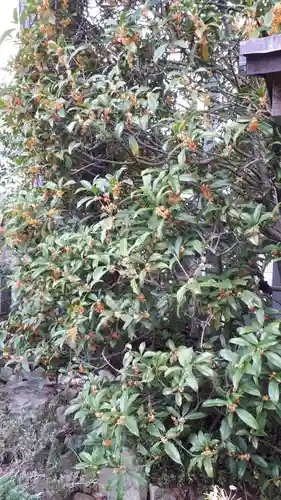 行田八幡神社の自然