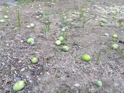 白山神社(福井県)