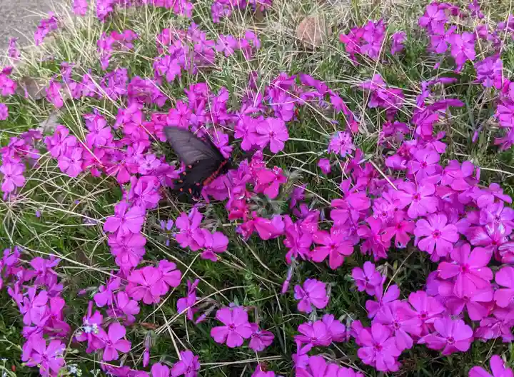 池戸八幡神社(香川県)