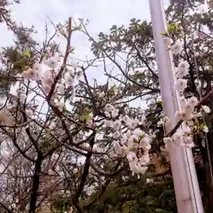 彌彦神社　(伊夜日子神社)(北海道)