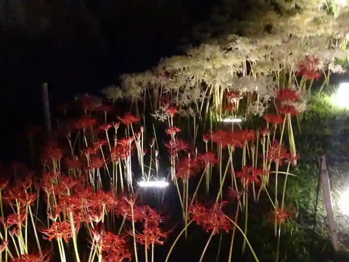 横浜 西方寺の自然