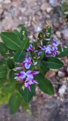 東之宮社の自然