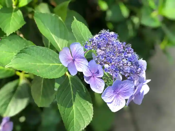 高幡不動尊 金剛寺(東京都)