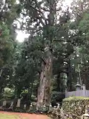 高野山金剛峯寺奥の院の自然