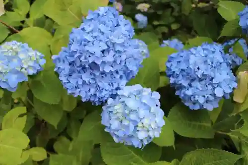 矢田寺の自然