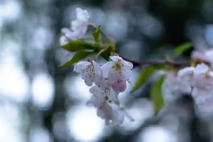 北海道護國神社の自然
