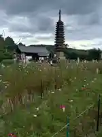 般若寺 ❁コスモス寺❁(奈良県)
