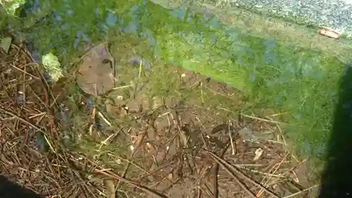 馬橋稲荷神社の自然