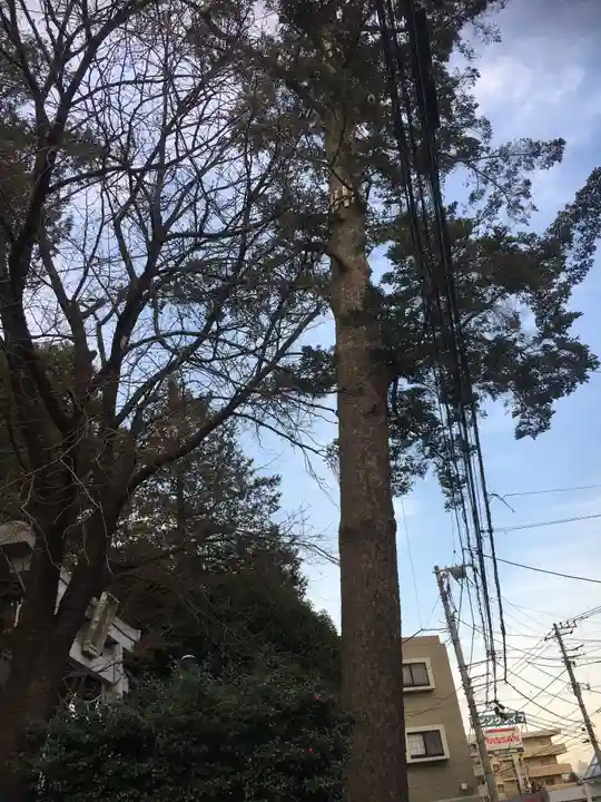 長津田王子神社の自然