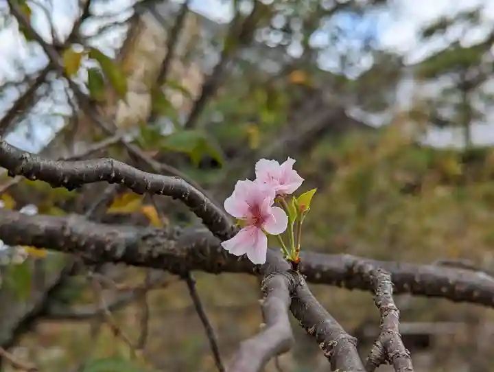 妙蓮寺(京都府)