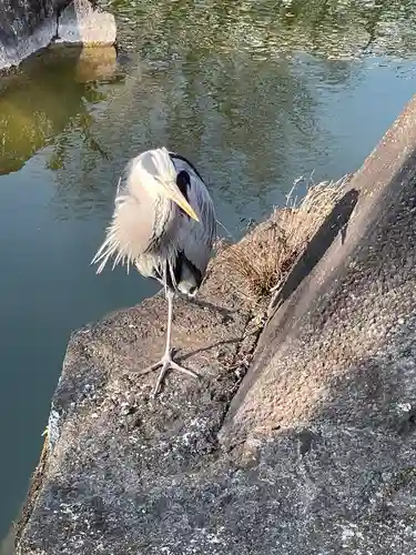 亀戸天神社(東京都)