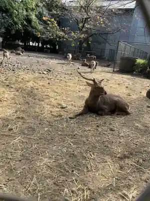 三嶋大社(静岡県)
