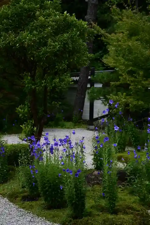 廬山寺(廬山天台講寺)の自然