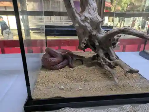 坪沼八幡神社の動物