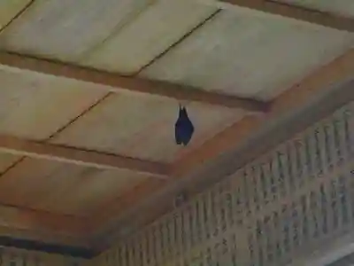 津島神社の動物