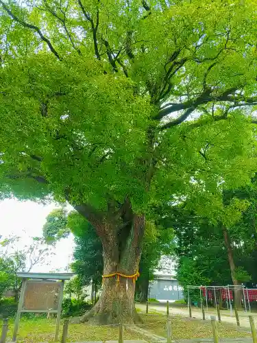 神明社（小牧神明社）の自然