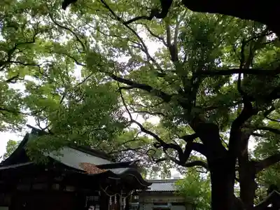 天神社（桑津天神社）(大阪府)