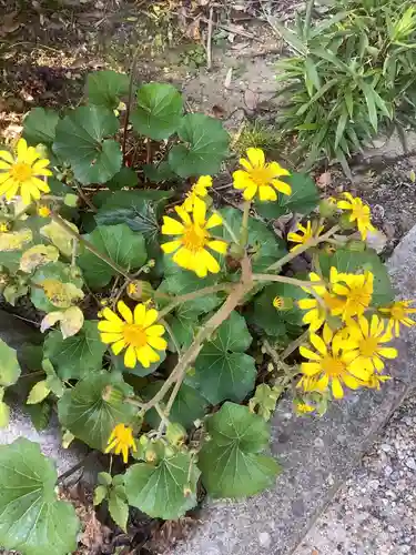 富部神社の自然