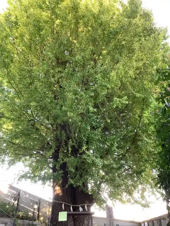 堤治神社の自然