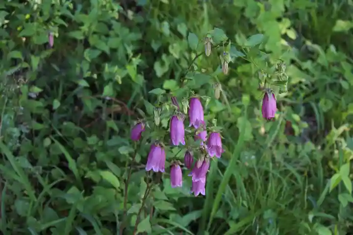 国宝 大法寺の自然