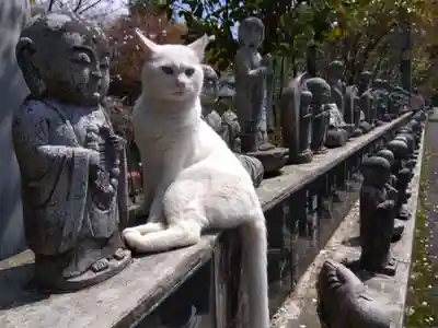 御誕生寺（猫寺）(福井県)