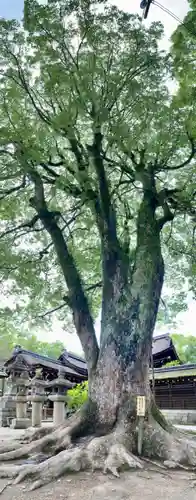 藤森神社の自然