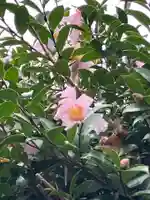 大山祇神社の自然