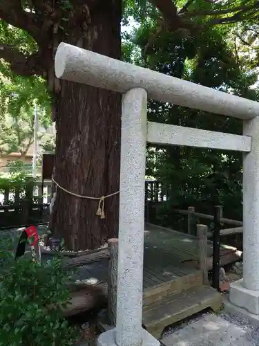 朝日氷川神社の自然