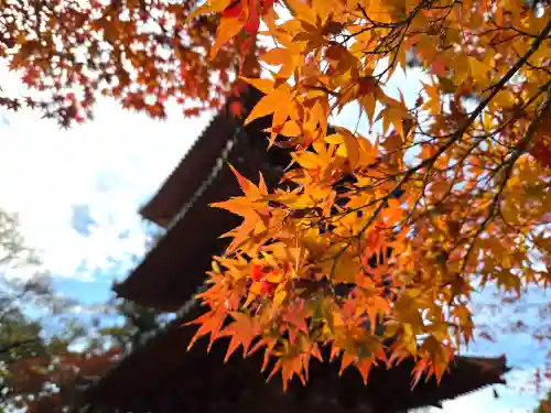 太山寺(兵庫県)