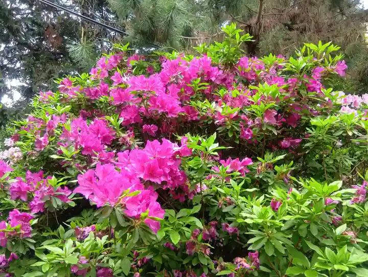 加納天満宮(岐阜県)