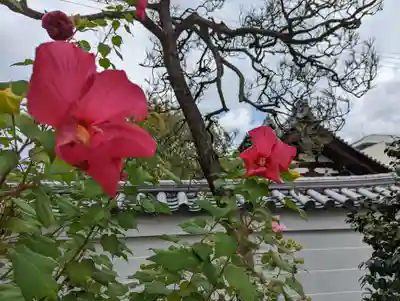 妙蓮寺(京都府)