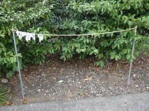 津島神社のおみくじ