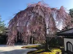 高台寺（高台寿聖禅寺・高臺寺）の自然