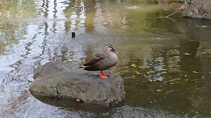 和樂備神社の動物