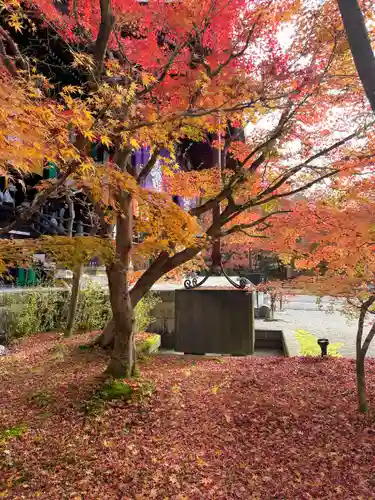 禅林寺（永観堂）の自然