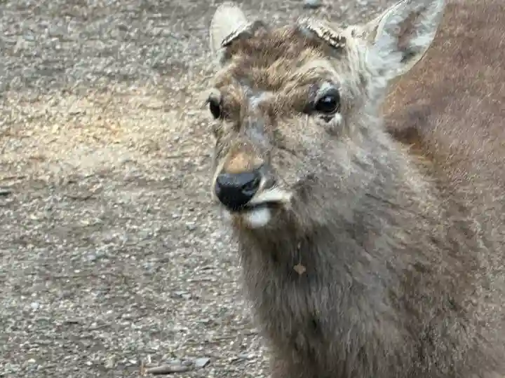 手向山八幡宮の{uncategorized: "未分類", other: "その他", undefined: "問題あり", building: "その他建物", grave: "お墓", sacred_gate: "鳥居", guardian: "狛犬", statue: "像", buddha: "仏像", history: "歴史", nature: "自然", garden: "庭園", animal: "動物", pagoda: "塔", temizu: "手水舎", mountain_gate: "山門・神門", sanctuary: "本殿・本堂", subordinate: "末社・摂社", art: "芸術", scenery: "景色", jizo: "地蔵", ema: "絵馬", goshuin: "御朱印", omikuji: "おみくじ", items: "授与品その他", amulet: "お守り", goshuincho: "御朱印帳", eats: "食事", festival: "お祭り", votive_dance: "神楽", shichigosan: "七五三参", wedding: "結婚式", experience: "体験その他", initially: "初詣", around: "周辺", anti_infection: "感染症対策"}