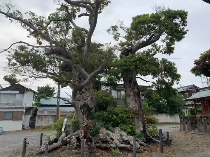 大原八幡神社の自然
